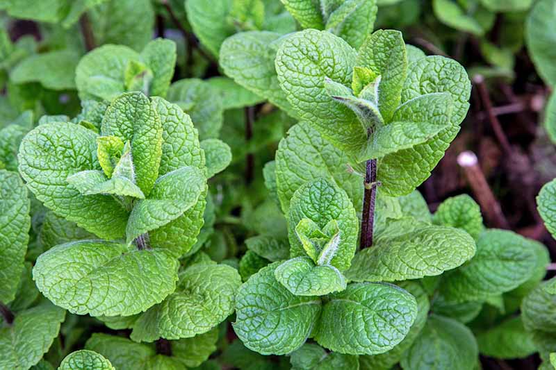 Horizontal image of green leaves on an herb plant.