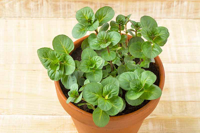 Horizontal image of a fresh and green plant growing in a pot on a wooden surface.