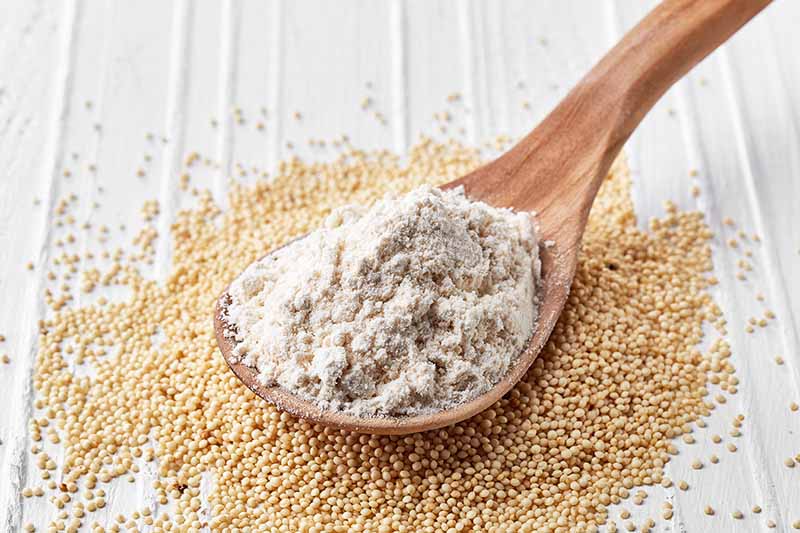 Horizontal image of a spoonful of amaranth seeds flour.