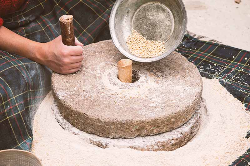 Horizontal image of a person grinding whole wheat berries into flour using an old stone appliance.