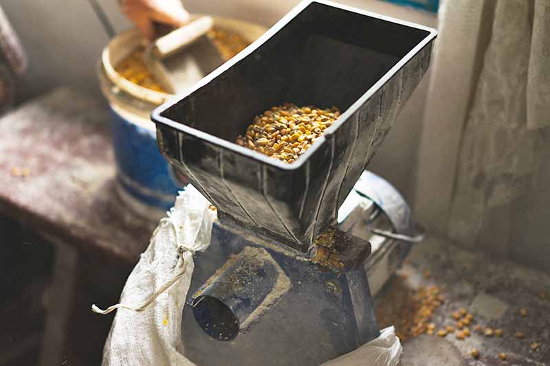 Horizontal image of processing corn kernels in a machine.