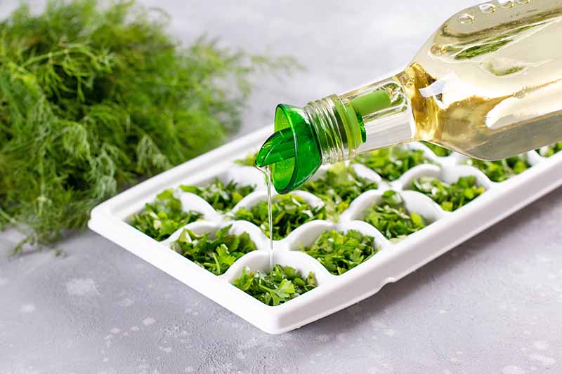 Horizontal image of pouring olive oil over chopped ingredients in an ice cube tray.
