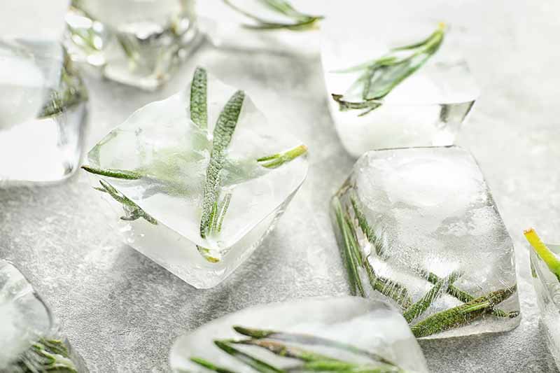 Horizontal image of rosemary leaves frozen in water ice cubes.