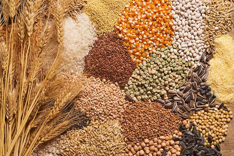 Horizontal image of piles of assorted cereals, seeds, and beans next to stalks of wheat.