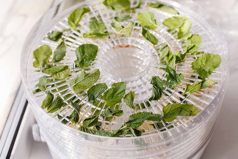 Horizontal image of mint leaves in a dehydrator