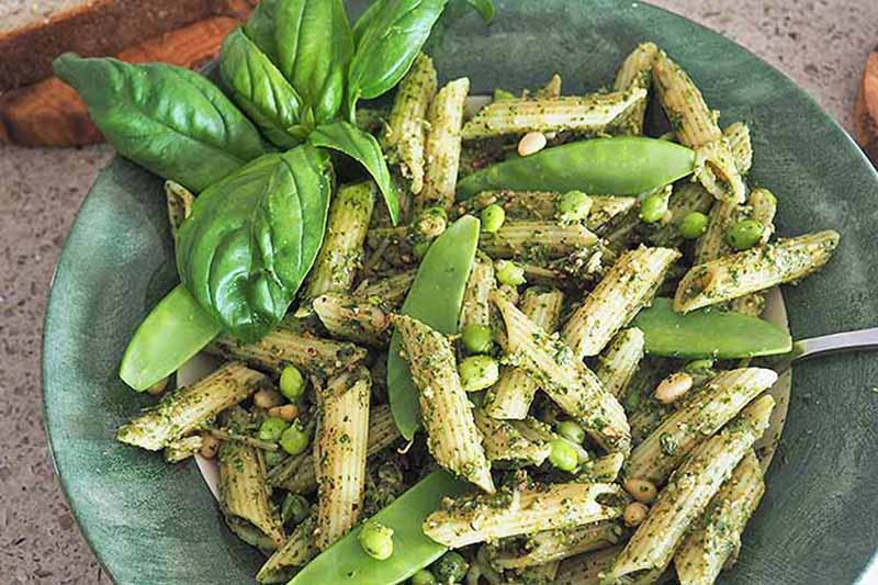 Horizontal image of penne with peas, pesto, and basil in a green plate.