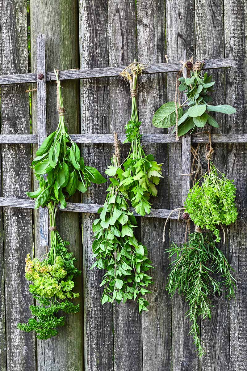 Vertical image of bundles of aromatics dehydrating on a wooden wall.