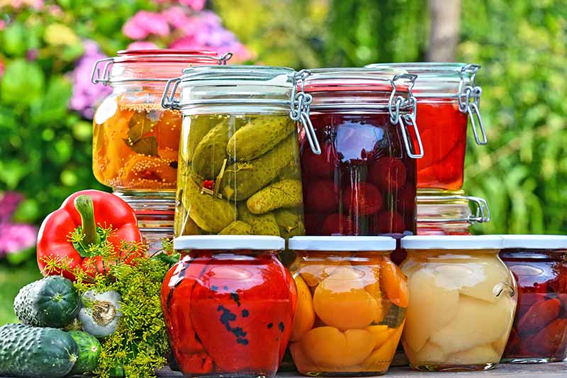 Horizontal image of pickled fruits and vegetables in assorted containers in the garden.