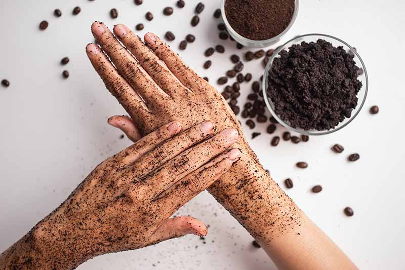 Horizontal image of scrubbing coffee grounds on hands.