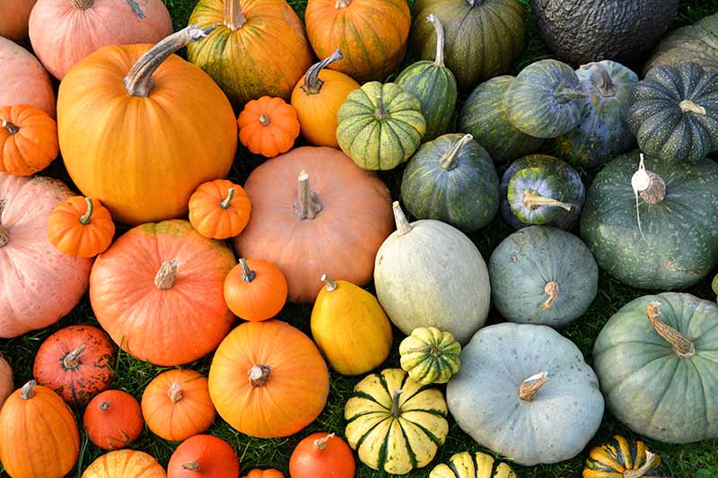 Horizontal image of colorful varieties of squashes and gourds.