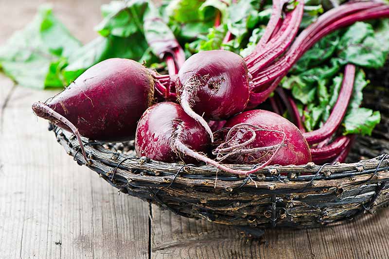 Horizontal image of raw whole beetroots in a basket on a wooden table.