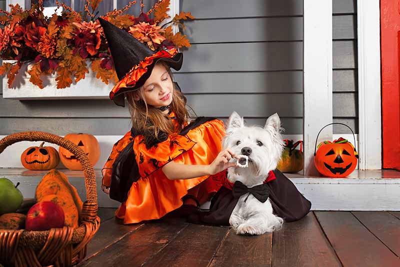 Horizontal image of a girl playing with her dog while wearing costumes on the front porch of a house.