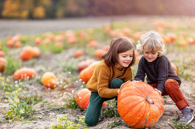 Horizontal image of two kids having fun in a pumpkin patch together.