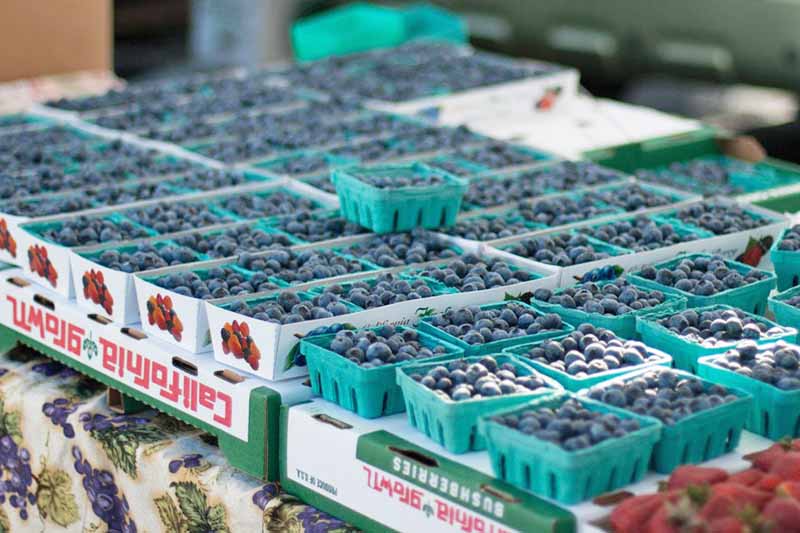 Horizontal image of small baskets full of blueberries.