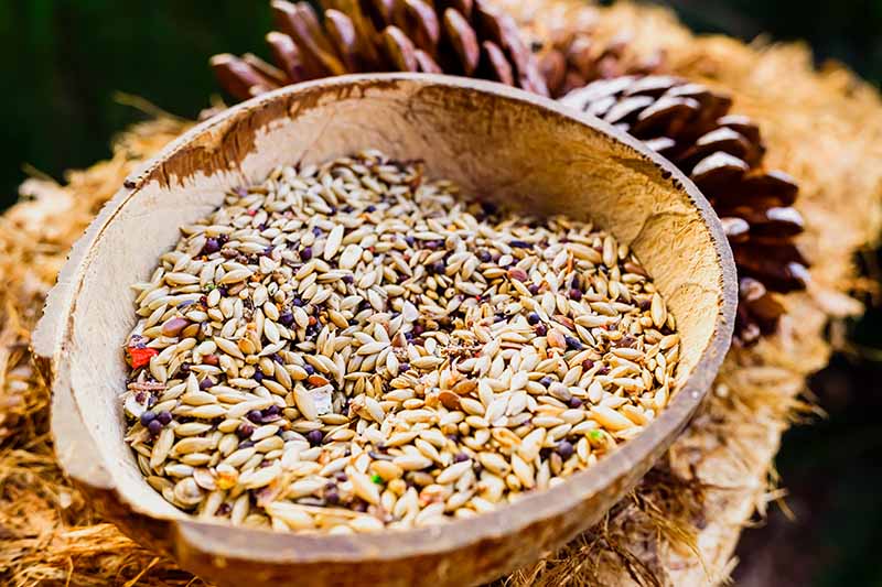 Horizontal image of a homemade bird feeder filled with assorted seeds.