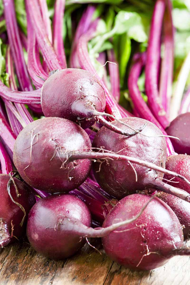 Vertical image of a bundle of fresh beets on a wooden surface.