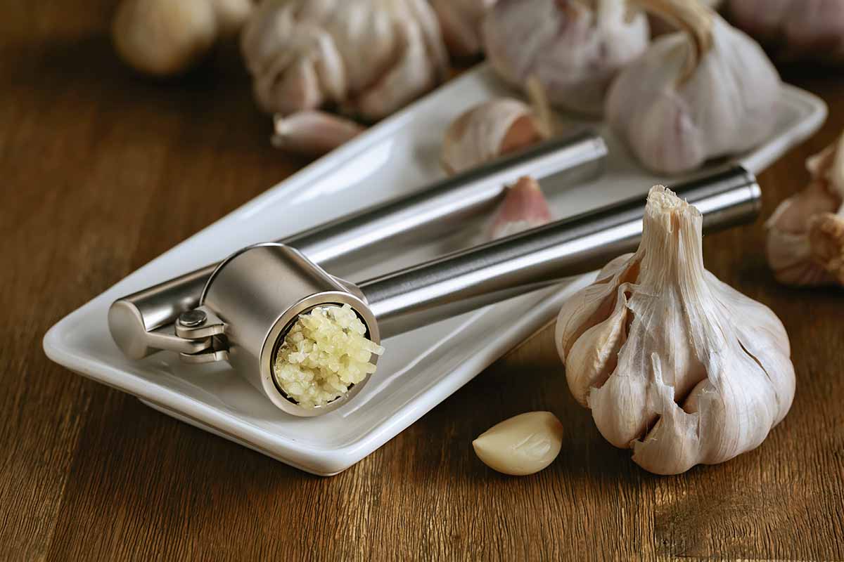 Horizontal image of a metal device processing fresh garlic on a white plate.