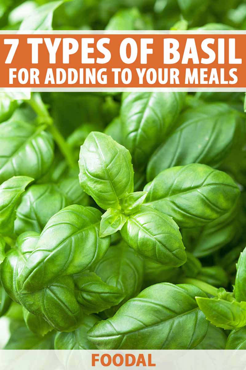 Vertical image of whole basil leaves, with text on the top and bottom of the image.