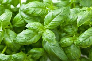 7 Types of Basil for Adding Floral Vibrance to Your Meals