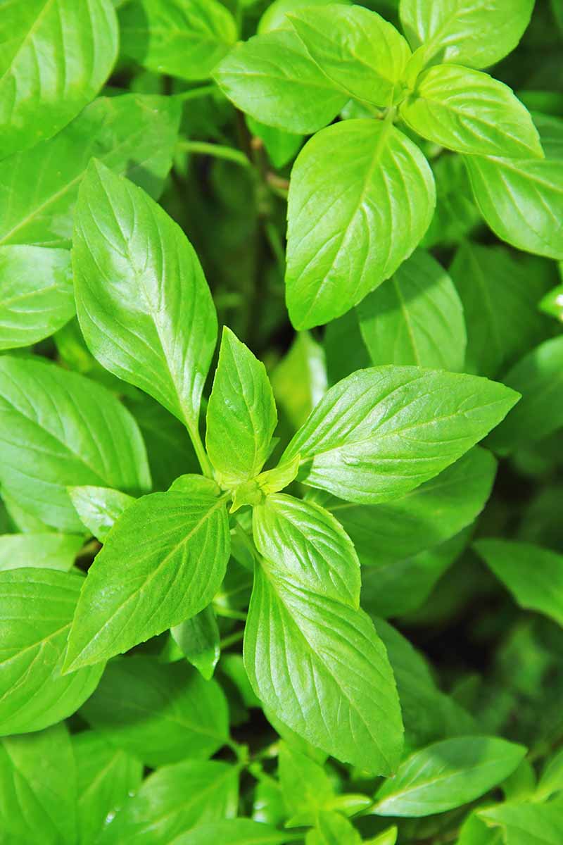 Vertical image of the sweet subcategory of herb.