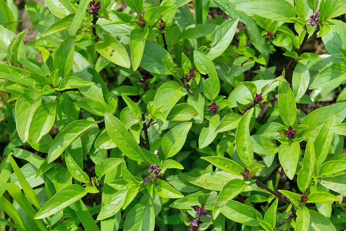 Horizontal image of Thai herb leaves.