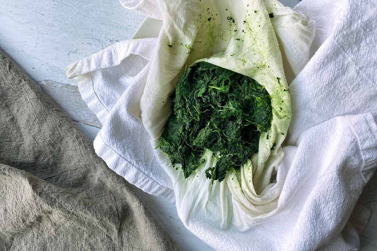 Horizontal image of squeezing the liquid from cooked chopped spinach in a towel.
